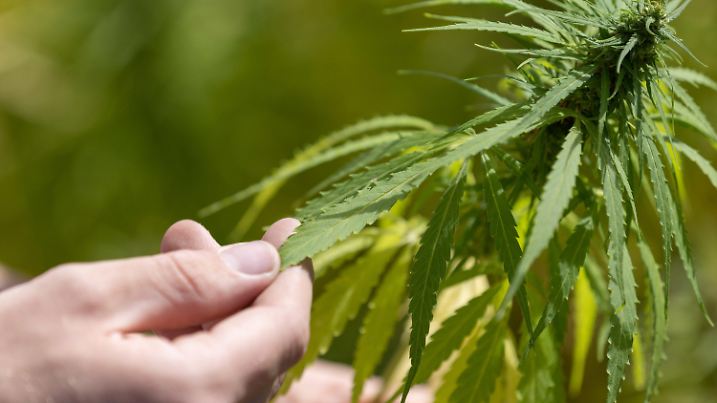ARCHIV - 03.08.2022, Niedersachsen, Bad Iburg: Ein Landwirt tastet die Blätter einer Hanfpflanze auf einem Feld. (zu dpa: «16 Vereinigungen stellen Anträge für Cannabis-Anbau») Foto: Friso Gentsch/dpa +++ dpa-Bildfunk +++