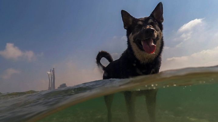 A dog stands in the Mediterranean Sea in Hadera, Israel, as it tries to cool off during a hot summer day, Sunday, July 21, 2024. (AP Photo/Ariel Schalit)