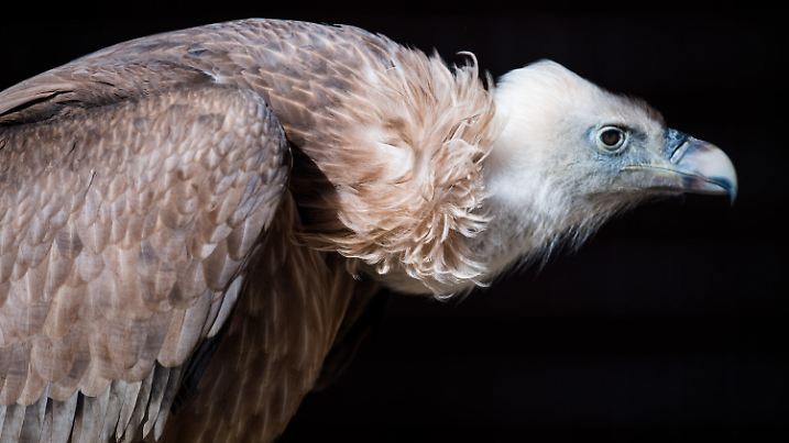 ARCHIV - 26.02.2017, Bayern, Poing: Ein Gänsegeier (Gyps fulvus) blickt am 27.02.2017 im Wildpark in Poing (Bayern) in seiner Voliere umher. Foto\ Alexander Heinl/dpa (zu dpa: «Schutz der Geier kann Menschenleben retten») Foto: Alexander Heinl/dpa +++ dpa-Bildfunk +++