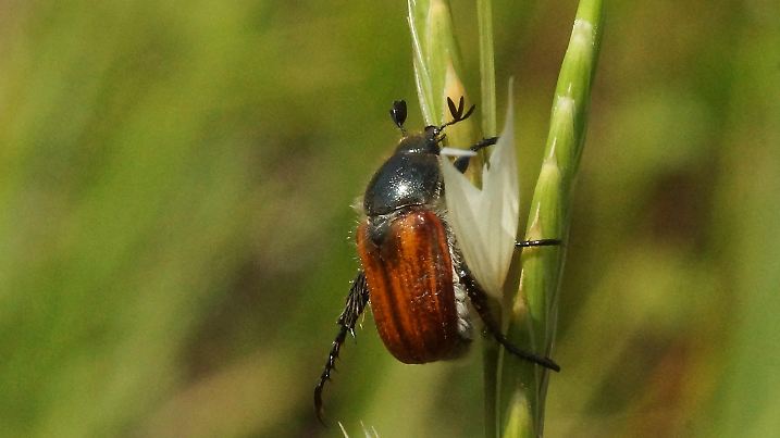 Garden chafer, Phyllopertha horticola, on a grass.