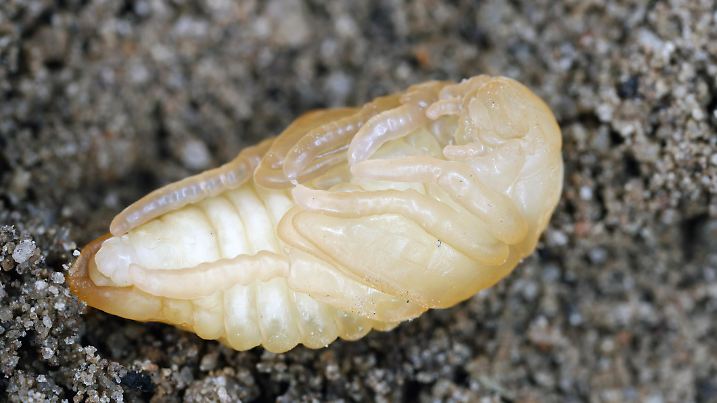 Garden Chafer Phyllopertha horticola. Developmental stage pupa, pupae. The larvae eat the roots and the beetles eat the leaves of the plants.