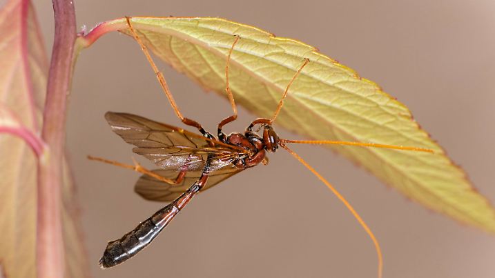 Schlupfwespe (Ophius) kopfüber an einem Blatt, Wallis, Schweiz, Europa