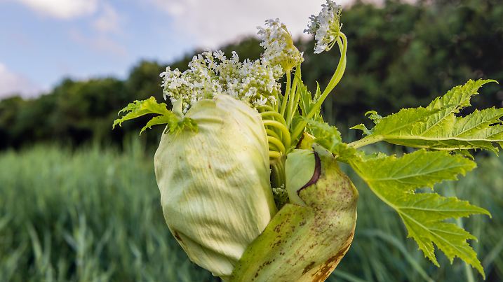 Closeup of a budding and white flowering Giant Hogweed or Heracleum mantegazzianum plant. The sap of giant hogweed causes phytophotodermatitis in humans, resulting in blisters and long-lasting scars.