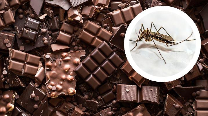Stechmücken tragen einen Teil zur Gewinnung von Schokolade bei
