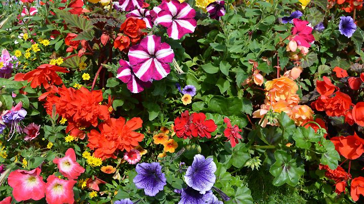 Bright and colourful summer flowering plants in window box, including petunias