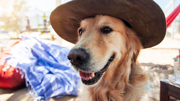 Golden retriever with a hat on the beach