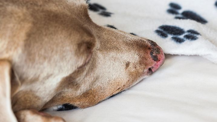 Close up of a sunburn injury in a dog nose