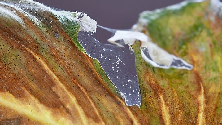 Spider mites pests with infecting sick leaf of  Philodendron houseplant with web