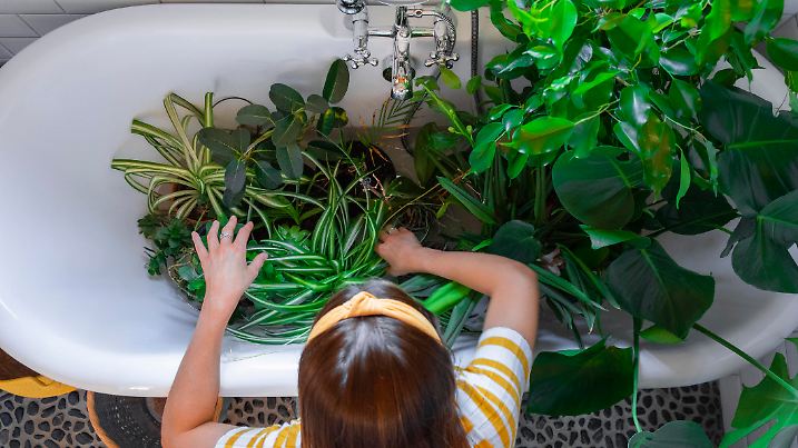 A young caucasian woman wearing casual clothing in her home on a summer's day. She is watering her houseplants in the bath in the bathroom.