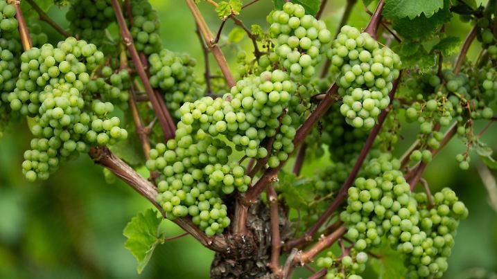 02.08.2024, Baden-Württemberg, Ortenberg: Weintrauben hängen an einer Weinrebe auf einem Weinberg bei Ortenberg. Foto: Silas Stein/dpa +++ dpa-Bildfunk +++