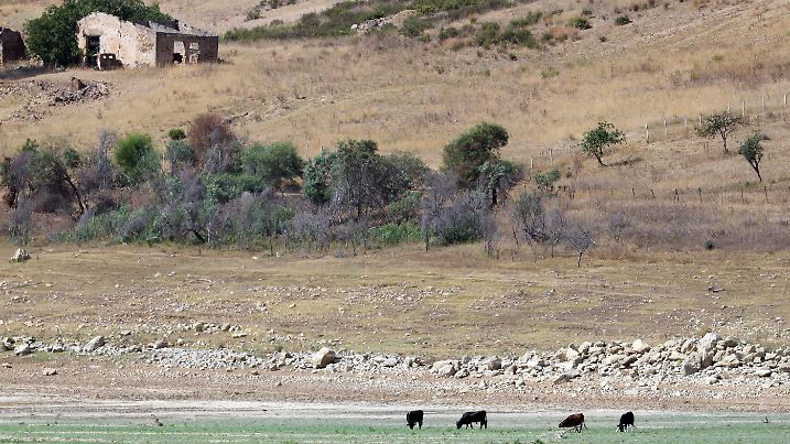 Partinico PA - DROUGHT IN SICILY LAKE POMA IS DISAPPEARING in the photo of the calves eating in the bed of the now dried up lake Editorial Usage Only PUBLICATIONxNOTxINxITA Copyright: xAlbertoxLoxBiancox/xIPAx Agenzia_Fotogramma_FGR4141917