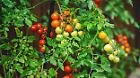 growing and ripening of red cherry tomatoes in the garden, organic farming, Red and green small tomatoes, ripeness.