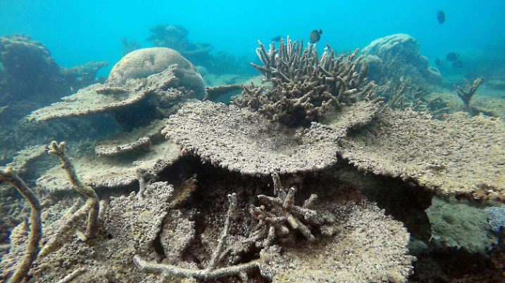 ARCHIV - 12.01.2016, Australien, ---: HANDOUT - Australien, November 2016: Ein Foto aus dem November 2016 zeigt geschädigte, gebleichte Korallen am Zenith Reef im nördlichen Great Barrier Reef. Warme Meerestemperaturen setzen Korallen immer mehr zu. In den vergangenen Jahren sind die Abstände, in denen  Korallenbleichen in einer Region auftreten, geringer geworden. (zu dpa: «Great Barrier Reef: Höchste Wassertemperatur seit 400 Jahren») Foto: Greg Torda/ARC Centre of Excellence in Coral Reef Studies/AAP/EPA/dpa +++ dpa-Bildfunk +++