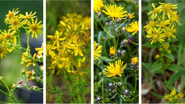 Collage Jakobskreuzkraut, Johanniskraut, Wiesen-Pippau und die Gewöhnliche Goldrute