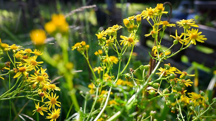 PRODUKTION - 30.07.2024, Niedersachsen, Hannover: Jakobskreuzkraut - auch Jakobs-Greiskraut oder Jakobskraut genannt - wächst in einem Garten in der Region Hannover. Die Pflanze ist für Mensch und Tier giftig. (zu dpa: «Giftiges Jakobskreuzkraut breitet sich aus») Foto: Julian Stratenschulte/dpa +++ dpa-Bildfunk +++