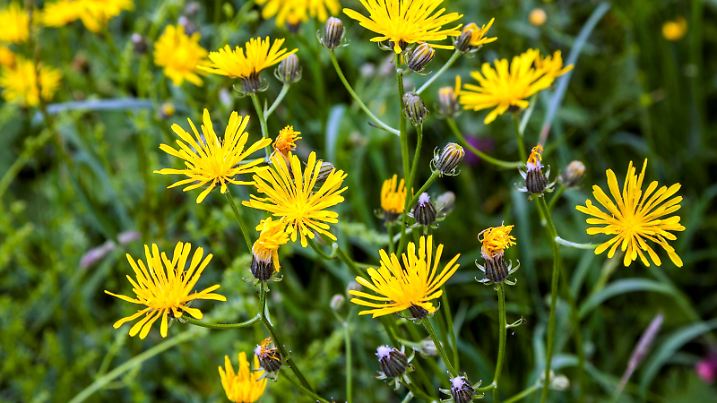 Wiesen-Pippau (Crepis biennis), Oberstdorf, Oberallgäu, Allgäu, Bayern, Deutschland, Europa