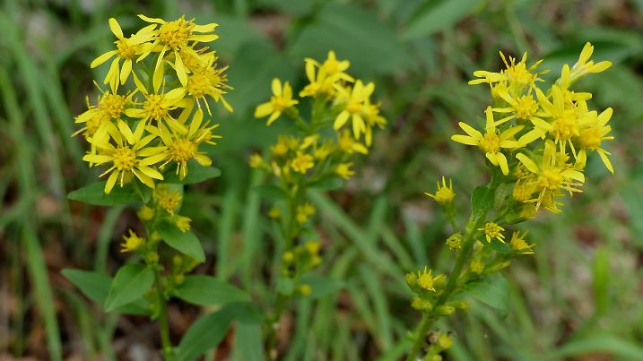 Gewoehnliche Goldrute, Solidago virgaurea, aufgenommen auf dem Weg zum Berg Loser im Ausseerland in der Steiermark in Oesterreich am 18.08.2021. Sie wird auch bei verschiedenen Erkrankungen als Heilmittel verwendet. Foto: Beate Schleep