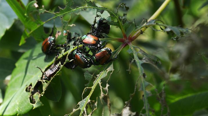 Group of Japanese Beetles devouring a leaf.  Left behind the skeleton of the plant.