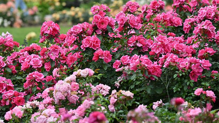 29.06.2022, Thüringen, Erfurt: Rosen in vielen Farben bühen im Rosengarten des egapark. Es sollen mehr als 4000 Rosen im Themengarten und in den 54 Rosenringen sein. Die Königin der Blumen steht im Mittelpunkt des diesjährigen Rosengartenfestes am 3. Juli. Foto: Martin Schutt/dpa +++ dpa-Bildfunk +++