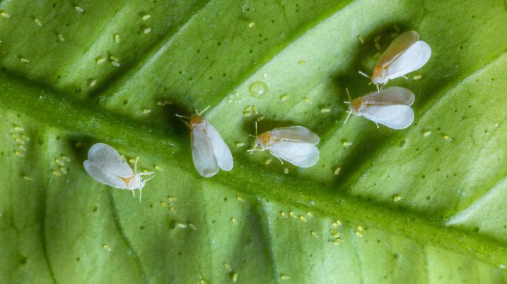 Weisse Fliege, Weisse Gewaechshausfliege (Trialeurodes vaporariorum), Gruppe bei der Eiablage auf Zitronenblatt, Aufsicht | greenhouse whitefly (Trialeurodes vaporariorum), group laying eggs on a lemon leaf, view from above