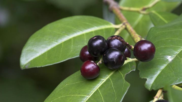 Lorbeerkirsche, Lorbeer-Kirsche, Kirschlorbeer, Kirsch-Lorbeer (Prunus laurocerasus), Fruechte, durch Blausaeuregehalt giftig | cherry-laurel (Prunus laurocerasus), fruits, poisonous cause hydrocyanic acid