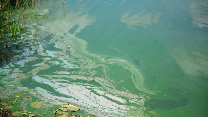 ARCHIV - 09.08.2022, Niedersachsen, Gartow: Blaualgen sind auf der Wasseroberfläche vom Gartower See zu sehen. Bei hochsommerlicher Hitze lockt eine Abkühlung im See - doch wegen vermehrten Blaualgen-Aufkommen müssen sich Badegäste an einigen Orten in Niedersachsen vor dem Sprung ins Nass in Acht nehmen. (zu dpa: «Giftige Blaualgen: Welche Badeseen sind betroffen?») Foto: Philipp Schulze/dpa +++ dpa-Bildfunk +++