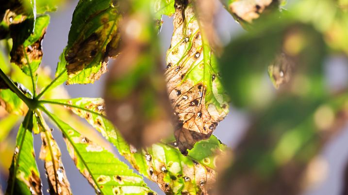 PRODUKTION - 25.08.2024, Berlin: Blätter eines Kastanienbaumes in Berlin-Schöneberg, die von der Miniermotte geschädigt sind. Noch ist der Herbst fern - und doch werfen viele Kastanien schon braune Blätter ab. Schuld ist eine kleine Larve. (zu dpa: «Kleines Insekt, großer Hunger: Miniermotte schadet Kastanien») Foto: Christoph Soeder/dpa +++ dpa-Bildfunk +++
