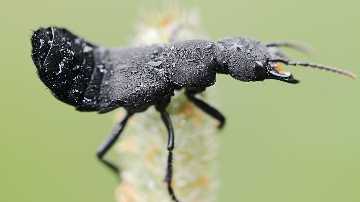 Schwarzer Moderkäfer (Ocypus olens) in Abwehrhaltung, Nordrhein-Westfalen, Deutschland, Europa
