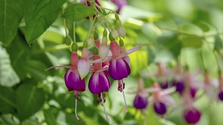 Fuchsien (Fuchsia), Münsterland, Nordrhein-Westfalen, Deutschland, Europa