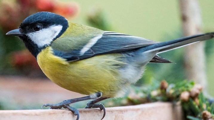Meise auf Geländer: Die Schädlinge sind unter den braunen Flecken in den Blättern - für die Vögel leicht zu finden