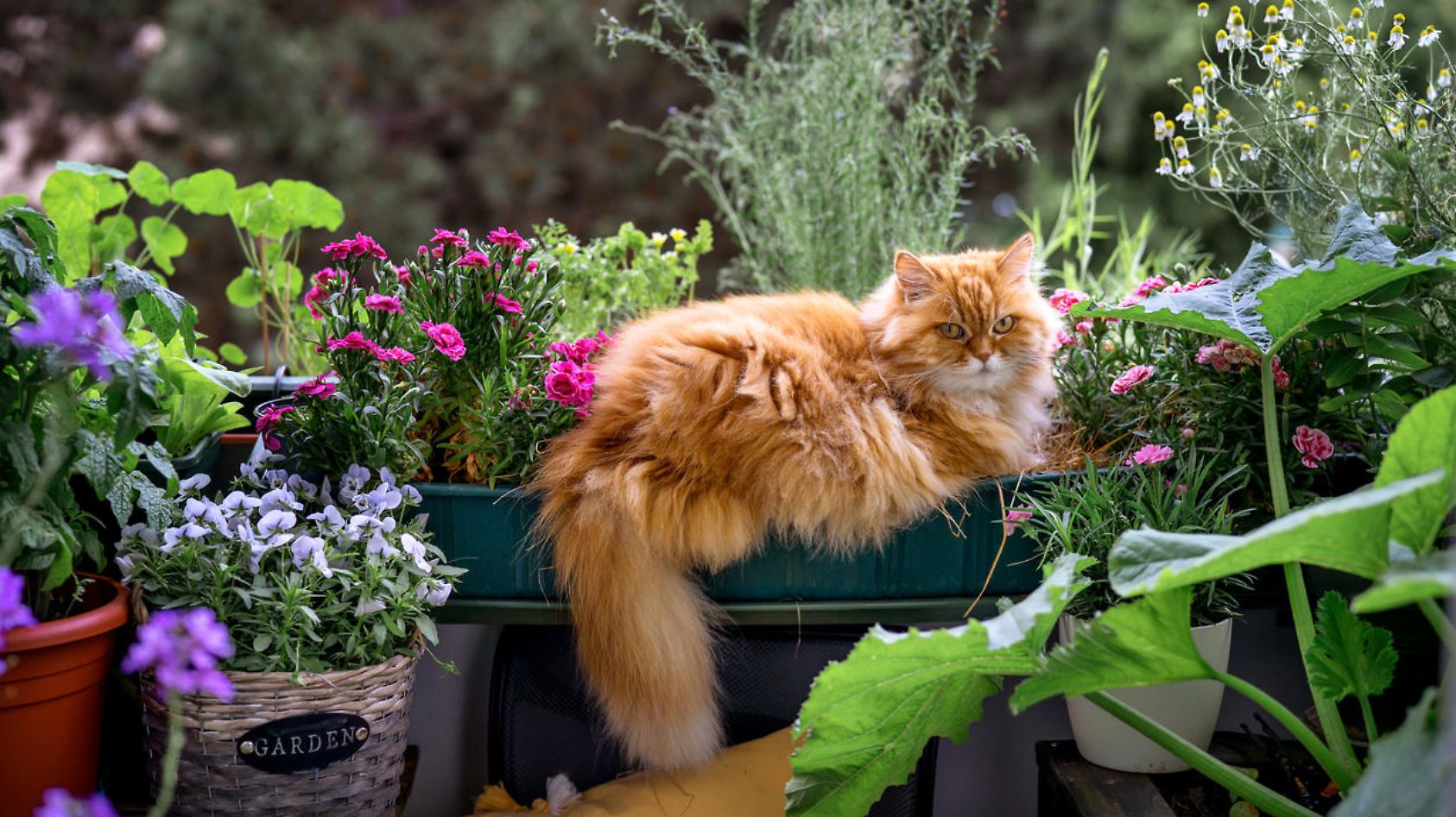 Ungiftige Balkonpflanzen Fur Katzen Mit Bild