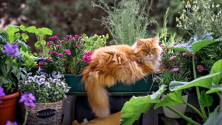 Red fluffy cat relaxing in flower pot in balcony. Home pets, urban garden