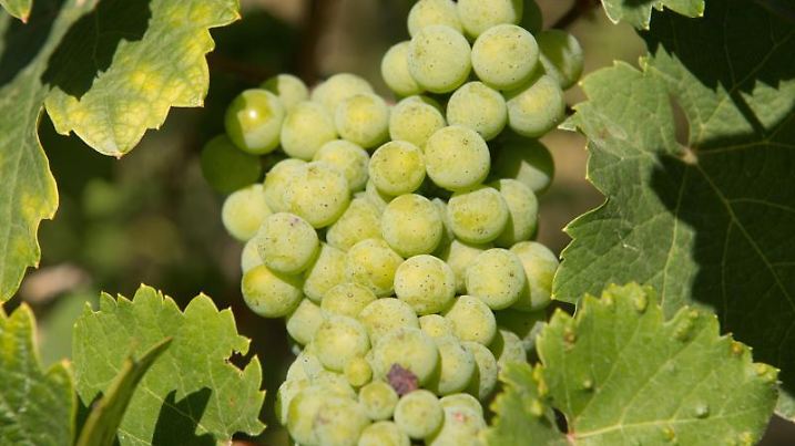 Frühe Weinlese