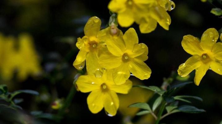 Winterjasmin blüht bei milden Temperaturen am 17.12.2015 in Frankfurt am Main. Foto: Alexander Heinl