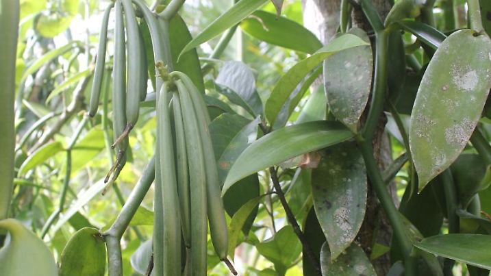 Vanille auf Madagaskar