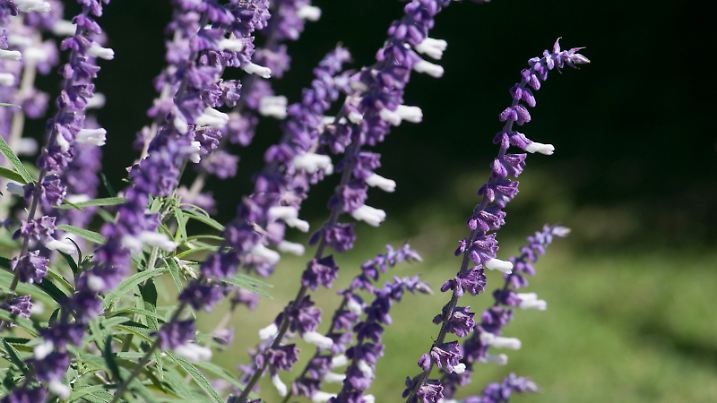 Salvia flowers blooming in field, Fatima Valley, Chilecito, La Rioja Province, Argentina (Foto: picture alliance / VisualEyze)