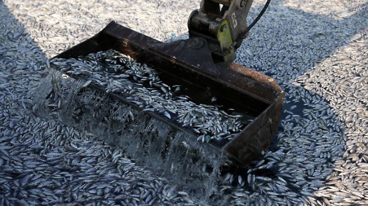 An excavator works to clear dead fish as tonnes of it have washed up in the port of Volos, Greece, August 28, 2024. REUTERS/Alexandros Avramidis