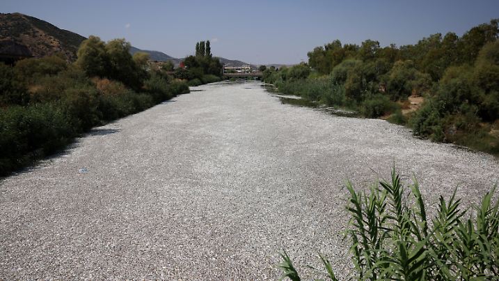 A view shows tonnes of dead fish washed up in a stream near the port of Volos, Greece, August 28, 2024. REUTERS/Alexandros Avramidis