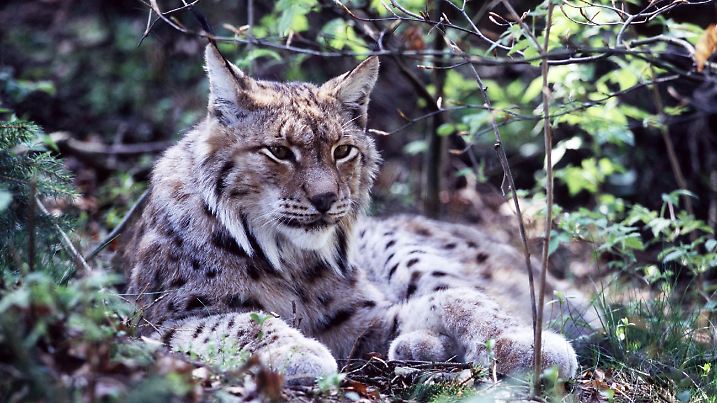 1818 brachten 200 Jäger den letzten Harzluchs zur Strecke. Im Herbst 2000 wurden die ersten Tiere wieder im Harz ausgewildert und zum Symboltier für erfolgreichen Naturschutz.