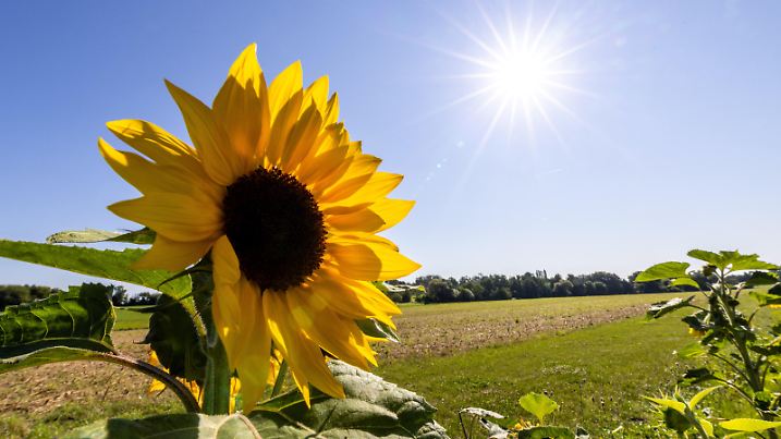 Sonnenblumen stehen bei blaumen Himmel auf einem Feld im Sonnenschein.