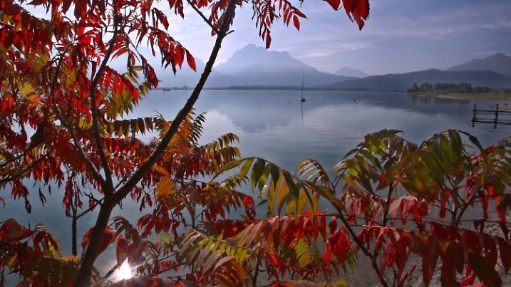 Altweibersommer: Eingerahmt von roten Herbstblättern liegt  der Forggensee bei Osterreinen (Schwaben).