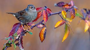 Heckenbraunelle, Hecken-Braunelle Prunella modularis, sitzt auf einem Ast mit bunten Herbstblaettern, Seitenansicht, Italien, Toskana dunnock, hedge accentor, hedge sparrow, hedge warbler, titling Prunella modularis, perching on a branch with colorful autumn leaves, side view, Italy, Tuscany BLWS713429 *** Dunnock, Hedges Brown Accentor Prunella modularis , sits at a Ast with colourful Autumn leaves, Side view, Italy, Tuscany dunnock, Hedge accentor, Hedge sparrow, Hedge warbler, titling Prunella modularis , perching ON a Branch With Colorful Autumn leaves, Side view, Italy, Tuscany BLWS713429 Copyright: xblickwinkel/AGAMI/D.xOcchiatox