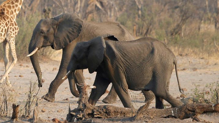 FILE PHOTO: A group of elephants and giraffes walk near a watering hole inside Hwange National Park, in Zimbabwe, October 23, 2019. REUTERS/Philimon Bulawayo//File Photo