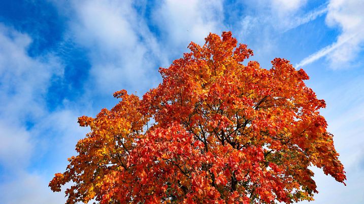 Goldener Oktober, dass bunte Herbstlaub an einem Baum in Siegen-Achenbach leuchtet am Mittag in der Herbstsonne. Der Himmel ist blau in ein paar weissen Wolken. Herbststimmung im Siegerland am 16.10.2023 in Siegen/Deutschland. *** Golden October that colorful autumn leaves on a tree in Siegen Achenbach shines at noon in the autumn sun The sky is blue in a few white clouds Autumn atmosphere in Siegerland on 16 10 2023 in Siegen Germany