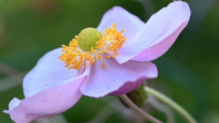 Herbst- blühende Herbst-Anemone Anemone hupehensis *** Autumn flowering autumn anemone Anemone hupehensis