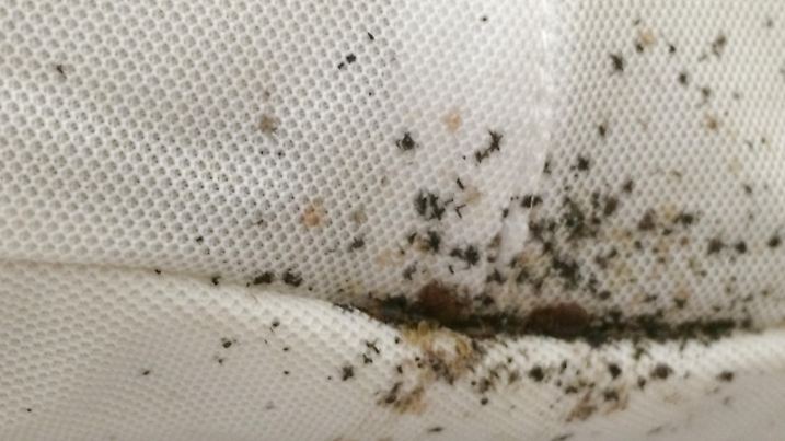 Bed bug infestations