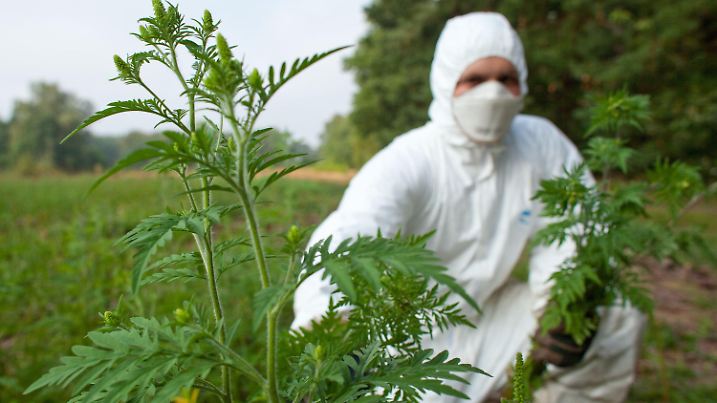 ARCHIV  - Mit Schutzanzug, Handschuhen und Feinstaubmaske ausgerüstet beseitigt ein angehender Forstwirt im Forstrevier Dammendorf bei Müllrose (Landkreis Oder-Spree) Beifuß-Ambrosiapflanzen (Ambrosia artemisifolia), aufgenommen am 27.08.2009. Die Ambrosia ist in Deutschland alles andere als beliebt: Allergikern verlängert sie die Schniefsaison und verdrängt heimische Pflanzen. Das Bittere: Ausgerechnet an Straßen nimmt sie richtig Fahrt auf. Widerstand ist nicht zwecklos - aber noch zaghaft. (zu dpa "Wo die Ambrosia so richtig aggressiv wird" vom 06.06.2017) Foto: Patrick Pleul/dpa-Zentralbild/dpa +++(c) dpa - Bildfunk+++