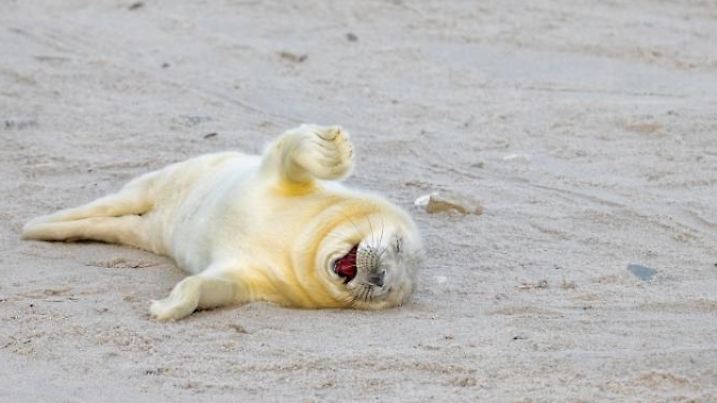 Credit: Ingo Hamann / Nikon Comedy Wildlife.