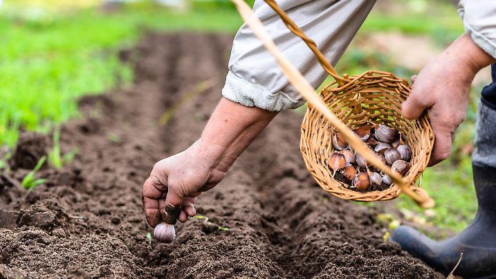 Farmer preparing garlic for planting in the vegetable garden, autumn gardening