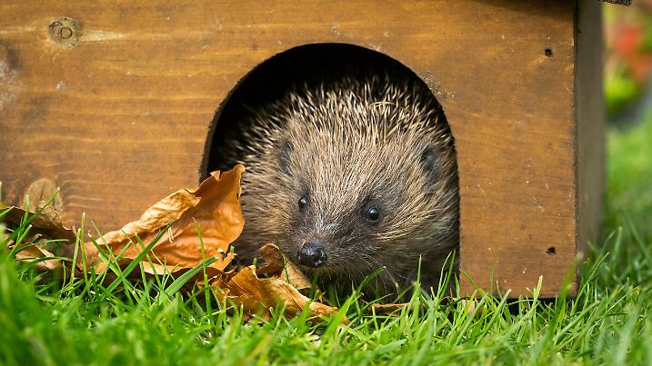 Hedgehog, (Scientific name: Erinaceus Europaeus). Close up of a wild, native, European hedgehog  in early Springtime.  Leaving a hedgehog house after hibernation. Facing forward. Horizontal, space for copy.